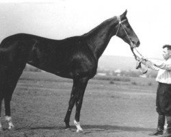 broodmare Fortuna (Akhal-Teke, 1962, from Almaz)