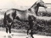 stallion Adat (Akhal-Teke, 1972, from Yulduz)