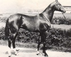 stallion Adat (Akhal-Teke, 1972, from Yulduz)