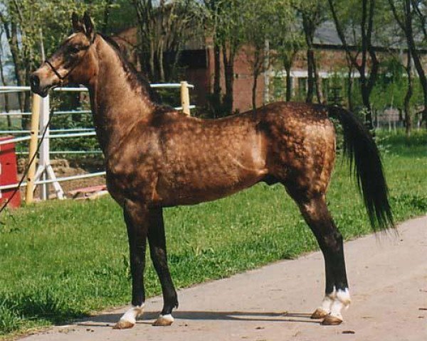 stallion Ahmed (Akhal-Teke, 1981, from Mukhtar)