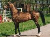 stallion Ahmed (Akhal-Teke, 1981, from Mukhtar)