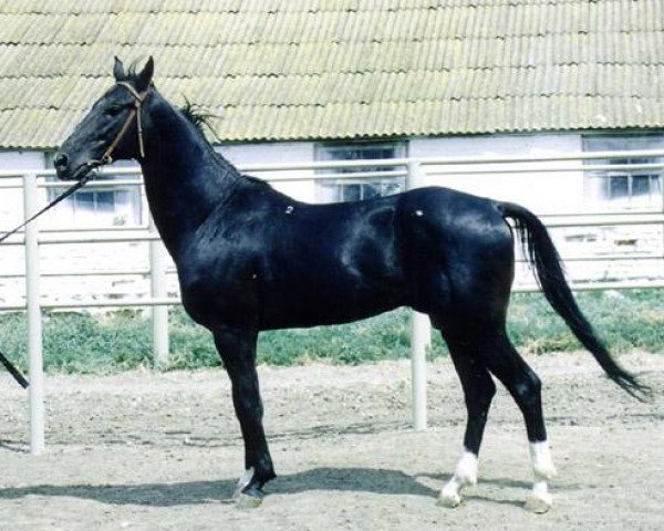 stallion Maksut 2 (Akhal-Teke, 1989, from Omar)