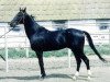 stallion Maksut 2 (Akhal-Teke, 1989, from Omar)