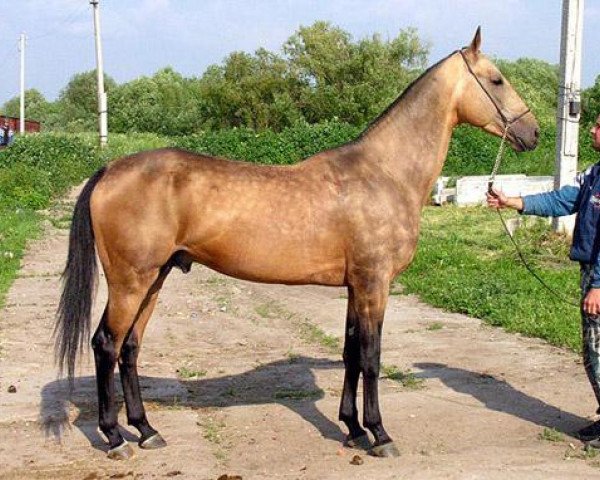 stallion Mihman (Akhal-Teke, 2000, from Maksut 2)