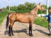 stallion Mihman (Akhal-Teke, 2000, from Maksut 2)