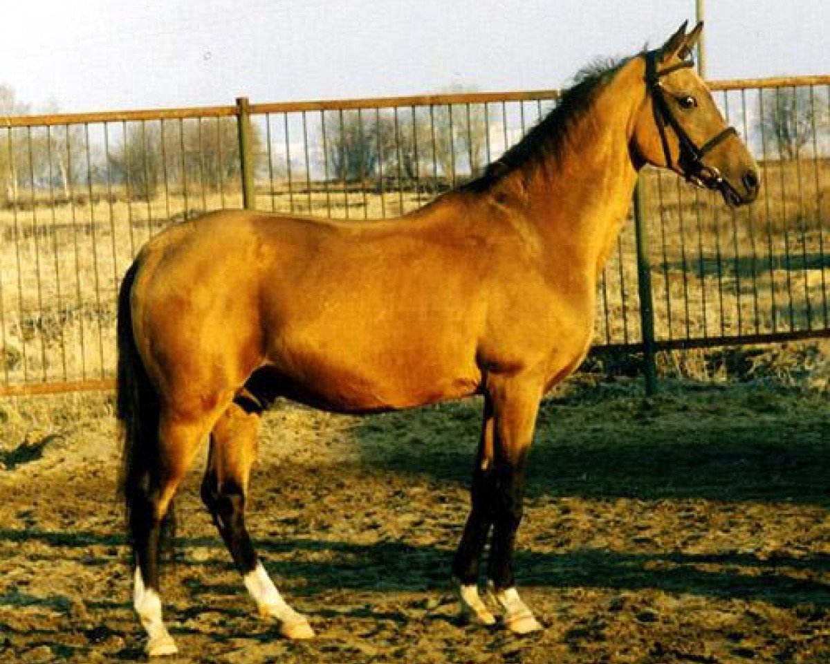 Deckhengst Matiss (Achal Tekkiner, 1994, von Magnit)