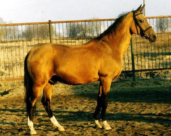 stallion Matiss (Akhal-Teke, 1994, from Magnit)