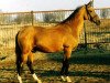 stallion Matiss (Akhal-Teke, 1994, from Magnit)