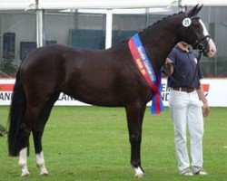 dressage horse Duchesa Lopez (Oldenburg, 2008, from De Niro)