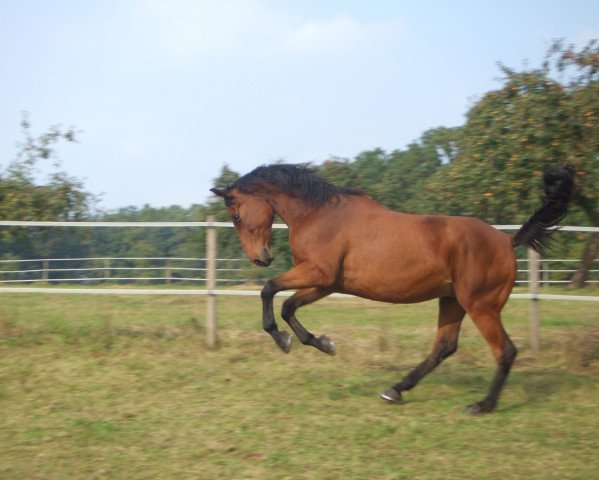 horse Gismo (Trakehner, 1990, from Ginster)