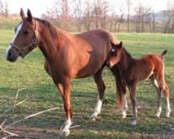 broodmare Birinji (Akhal-Teke, 2003, from Matiss)