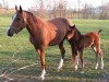 broodmare Birinji (Akhal-Teke, 2003, from Matiss)