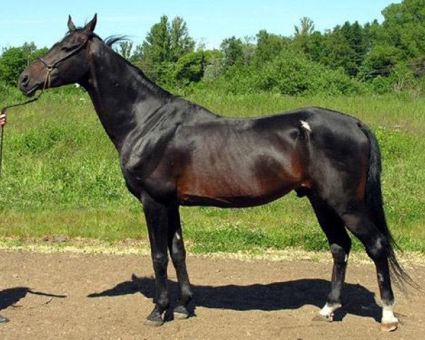 stallion Garsak (Akhal-Teke, 1987, from Garazat)