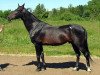 stallion Garsak (Akhal-Teke, 1987, from Garazat)