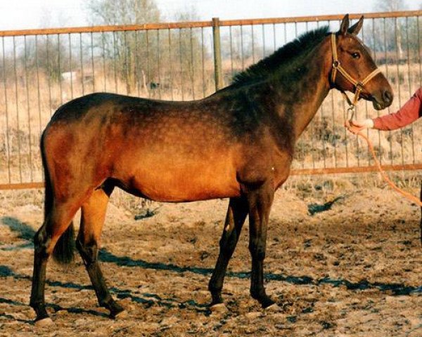 broodmare Angara (Akhal-Teke, 1995, from Garsak)