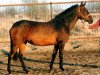 broodmare Angara (Akhal-Teke, 1995, from Garsak)