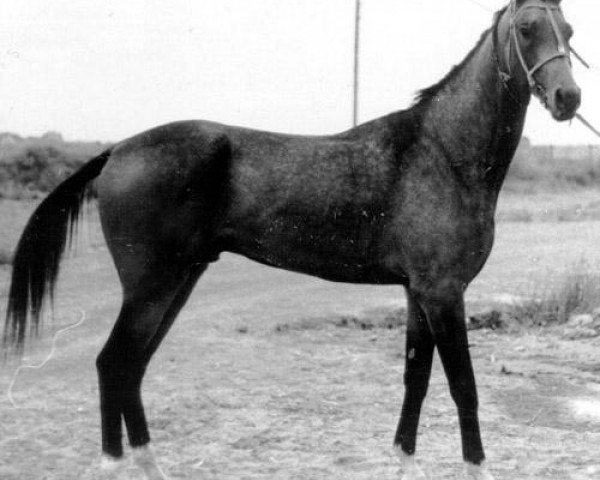 stallion Magnit (Akhal-Teke, 1985, from Mukhtar)