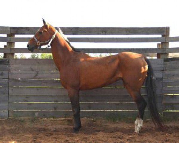 broodmare Pamela (Akhal-Teke, 2000, from Mangyt)