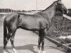 stallion Yanichar (Akhal-Teke, 1979, from Sere)