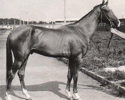 stallion Yanichar (Akhal-Teke, 1979, from Sere)