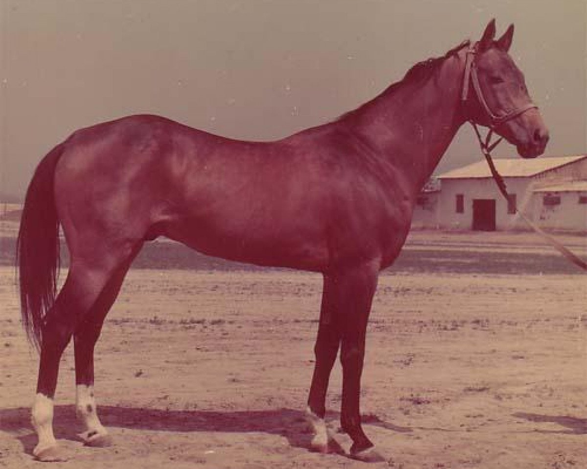 Deckhengst Pudok (Achal Tekkiner, 1973, von Polotli)