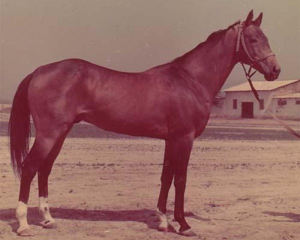 stallion Pudok (Akhal-Teke, 1973, from Polotli)