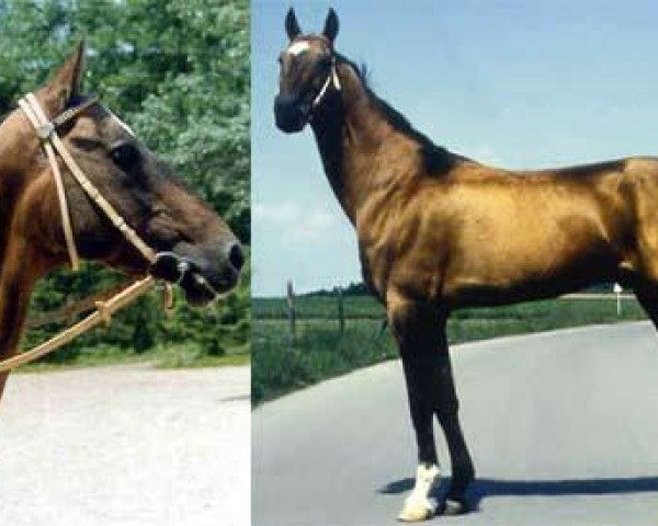 stallion Horog (Akhal-Teke, 1968, from Gundogar)