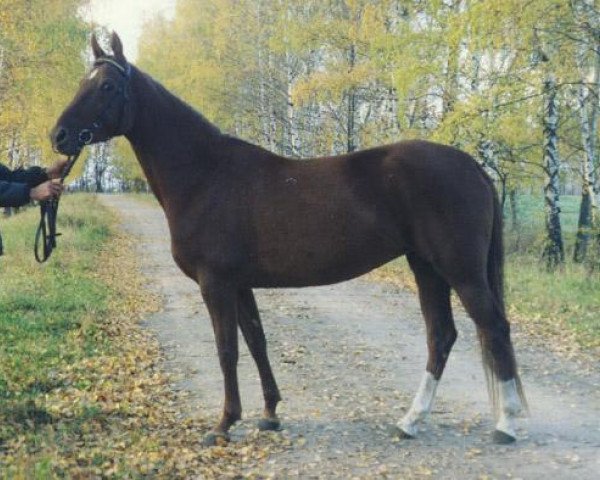 broodmare Akkol (Akhal-Teke, 1996, from Akjol 7)