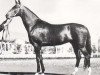 stallion Erkus (Akhal-Teke, 1948, from Skak)