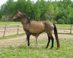 broodmare Sonata (Akhal-Teke, 1988, from Mukhtar)