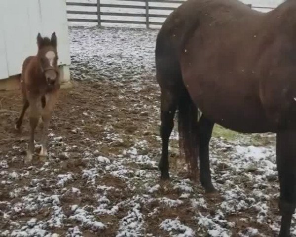 Video of Hengst von California Chrome xx