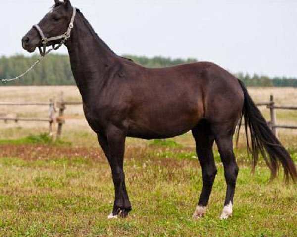 broodmare Guli-Star (Akhal-Teke, 2007, from Gulistan)