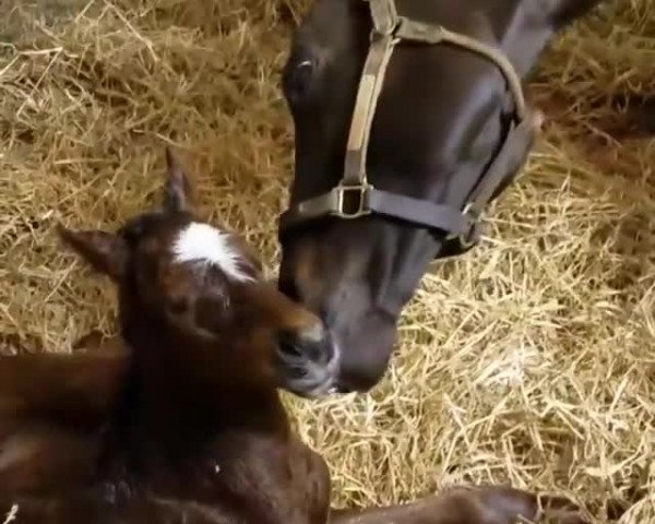Video of Hengst von California Chrome xx
