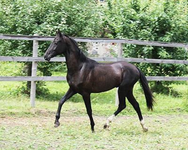 horse Mirasgul (Akhal-Teke, 2011, from Myrat)