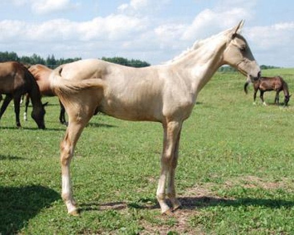 horse Kadjaran (Akhal-Teke, 2010, from Kuvvatli)