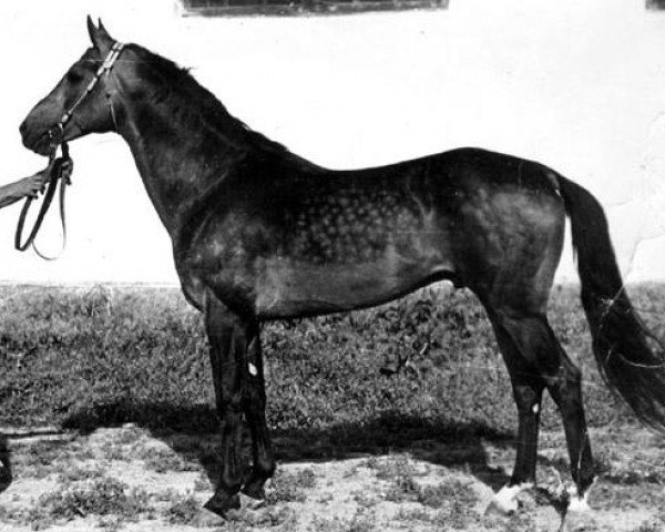 stallion 893 Kepter 18 (Akhal-Teke, 1963, from Kemer)