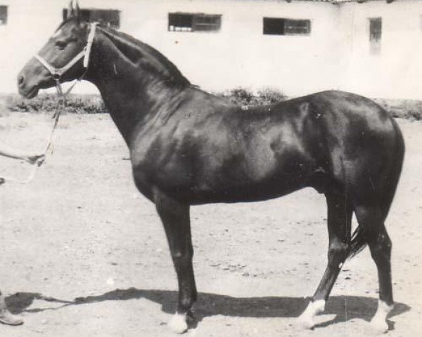 stallion Ararat (Akhal-Teke, 1971, from Absent)