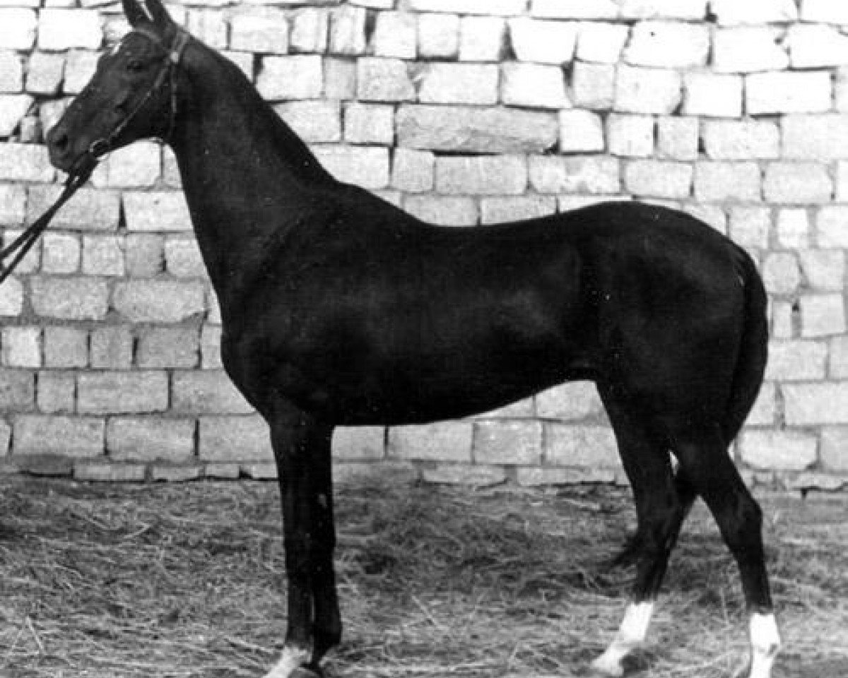 stallion Kerzi (Akhal-Teke, 1977, from Kerogly)