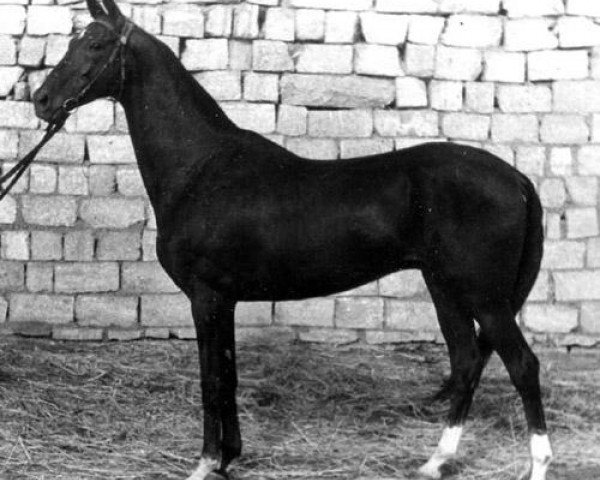 stallion Kerzi (Akhal-Teke, 1977, from Kerogly)