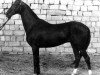 stallion Kerzi (Akhal-Teke, 1977, from Kerogly)