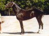 stallion Khulakh (Akhal-Teke, 1991, from Kerzi)