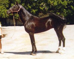 stallion Khulakh (Akhal-Teke, 1991, from Kerzi)