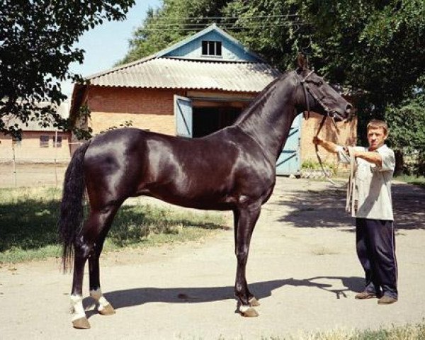 Deckhengst Akvamarin (Achal Tekkiner, 1998, von Khulakh)