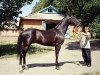 stallion Akvamarin (Akhal-Teke, 1998, from Khulakh)