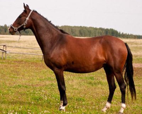 broodmare Fragariia (Akhal-Teke, 2004, from Akvamarin)