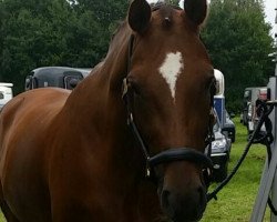 dressage horse Highnoon 10 (Hanoverian, 2004, from His Highness)