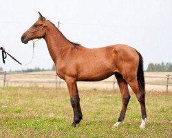 horse Kalibar (Akhal-Teke, 2008, from Kuvvatli)