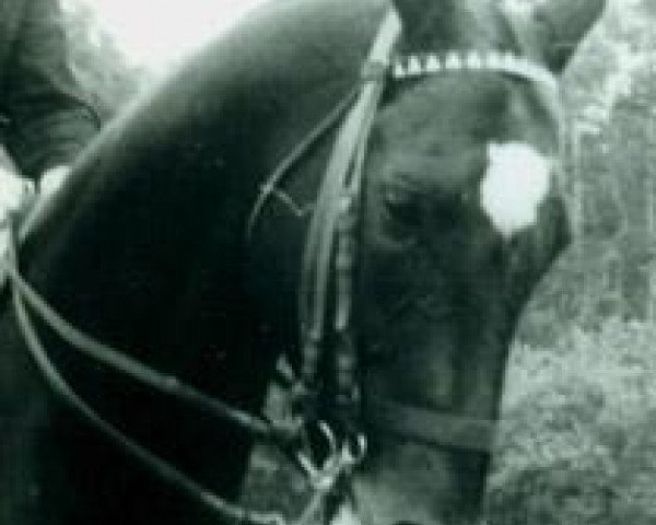 stallion Gulistan (Akhal-Teke, 1965, from Kaplan)