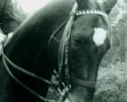 stallion Gulistan (Akhal-Teke, 1965, from Kaplan)