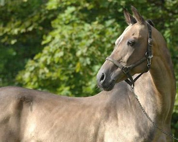 stallion Kuvvatli (Akhal-Teke, 1989, from Karaman)